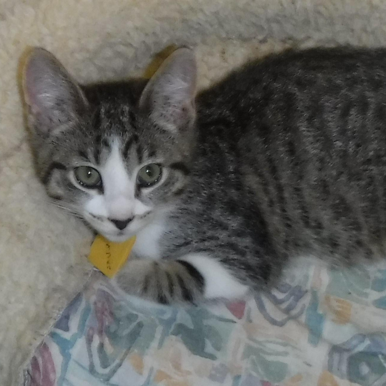 Sammie - Adorable, a ADOPTABLE Tabby in Hoquiam, WA image 5/6