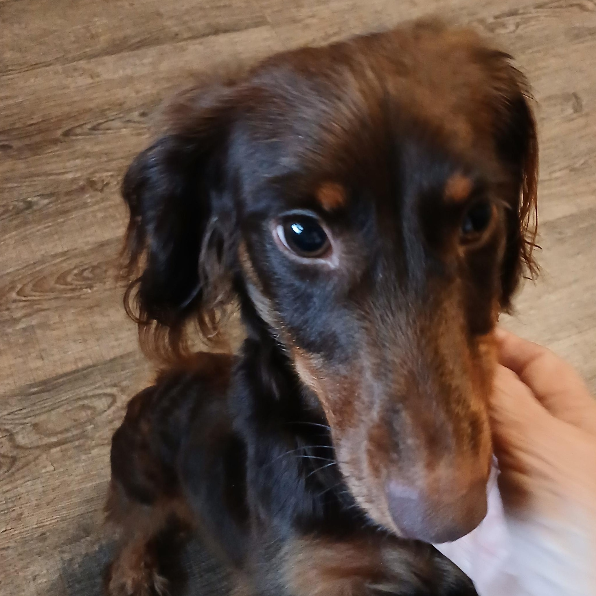 Freya, Adopted, Adult Female Dachshund (Miniature Long Haired).