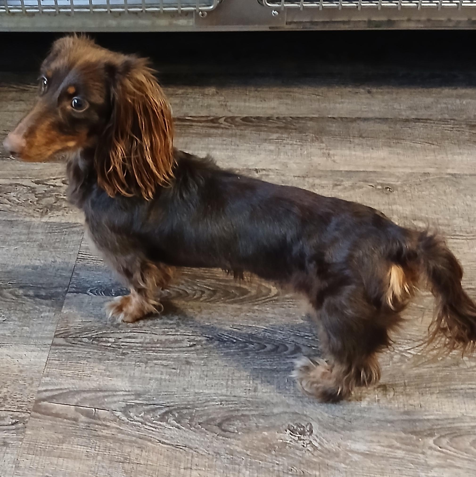 Freya, a Adopted Dachshund (Miniature Long Haired) in New Palestine, IN image 2/2