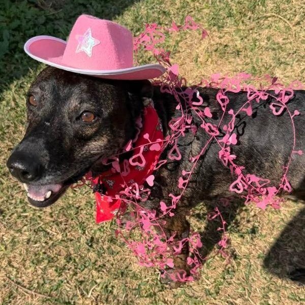 Rosemary is a Pint Sized Pal