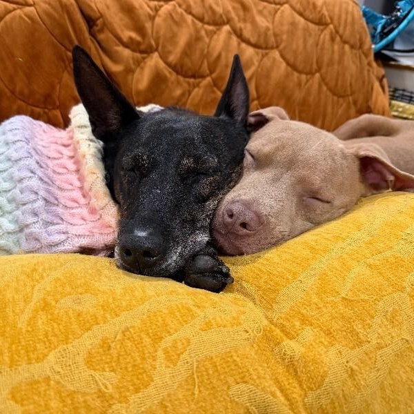 Rosemary is a Pint Sized Pal — thumbnail 4