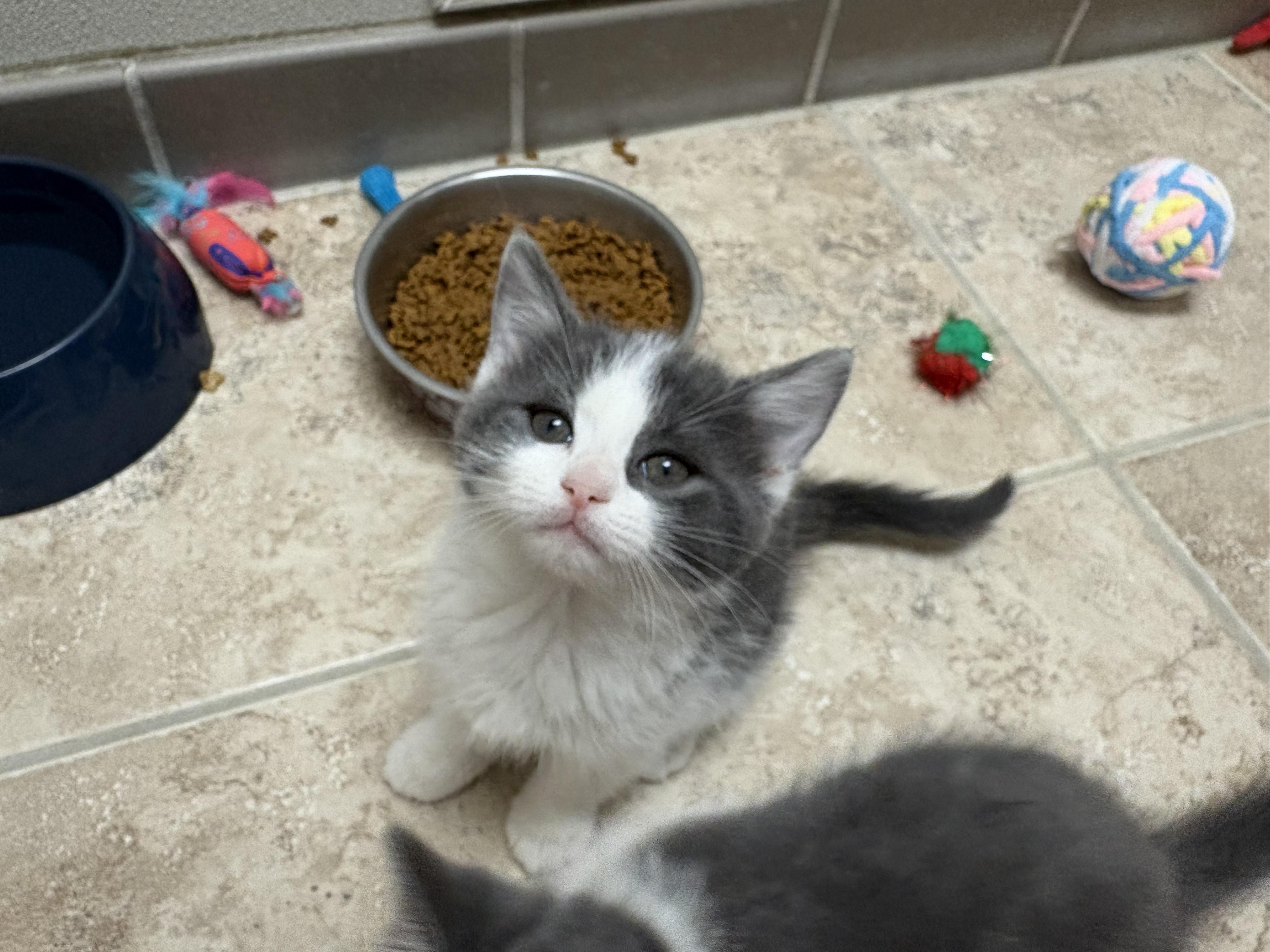 Enlarge Day of the Week Kittens, an adopted mixed breed in Hays, KS image 3/6