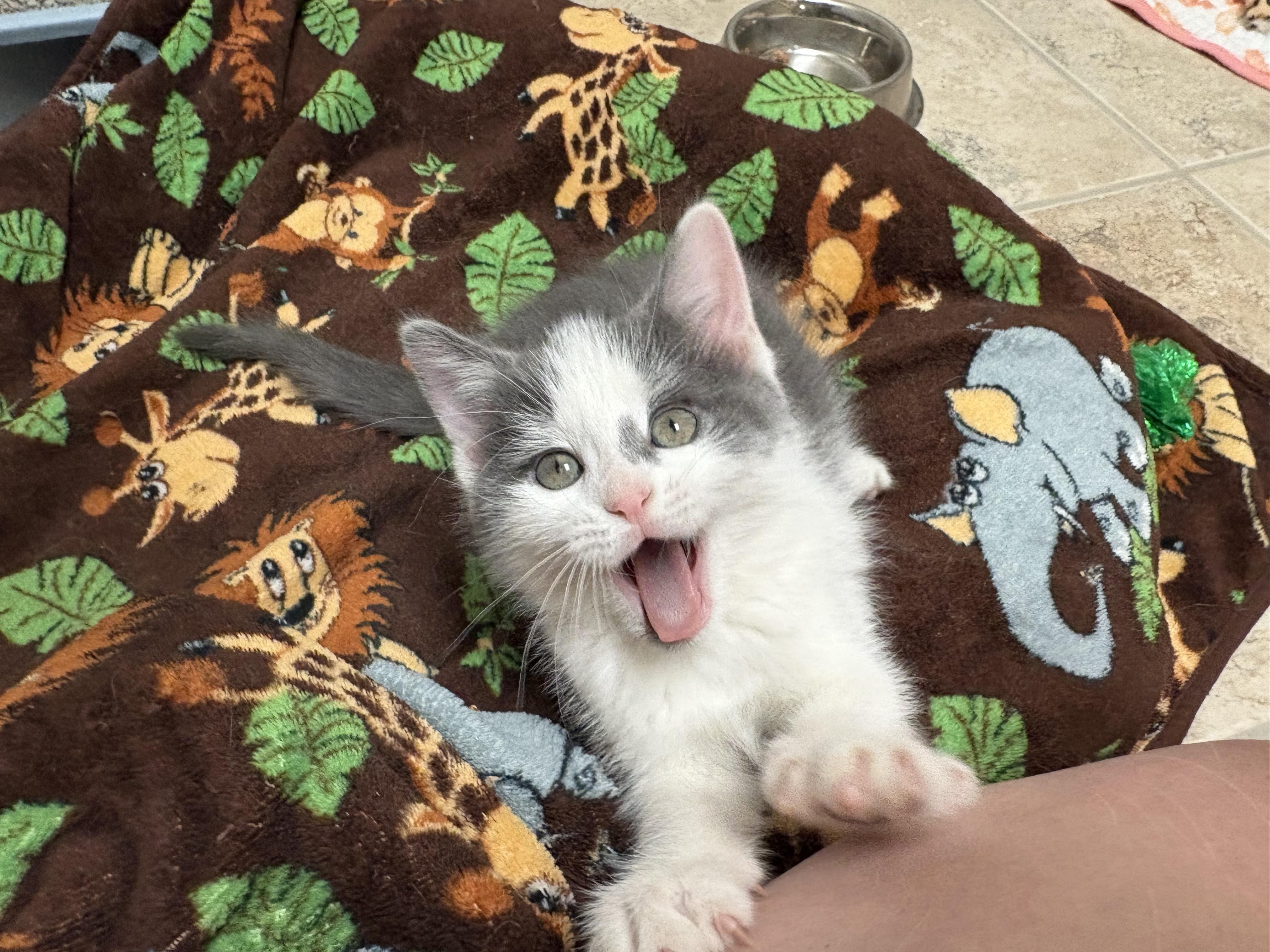 Enlarge Day of the Week Kittens, an adopted mixed breed in Hays, KS image 4/6
