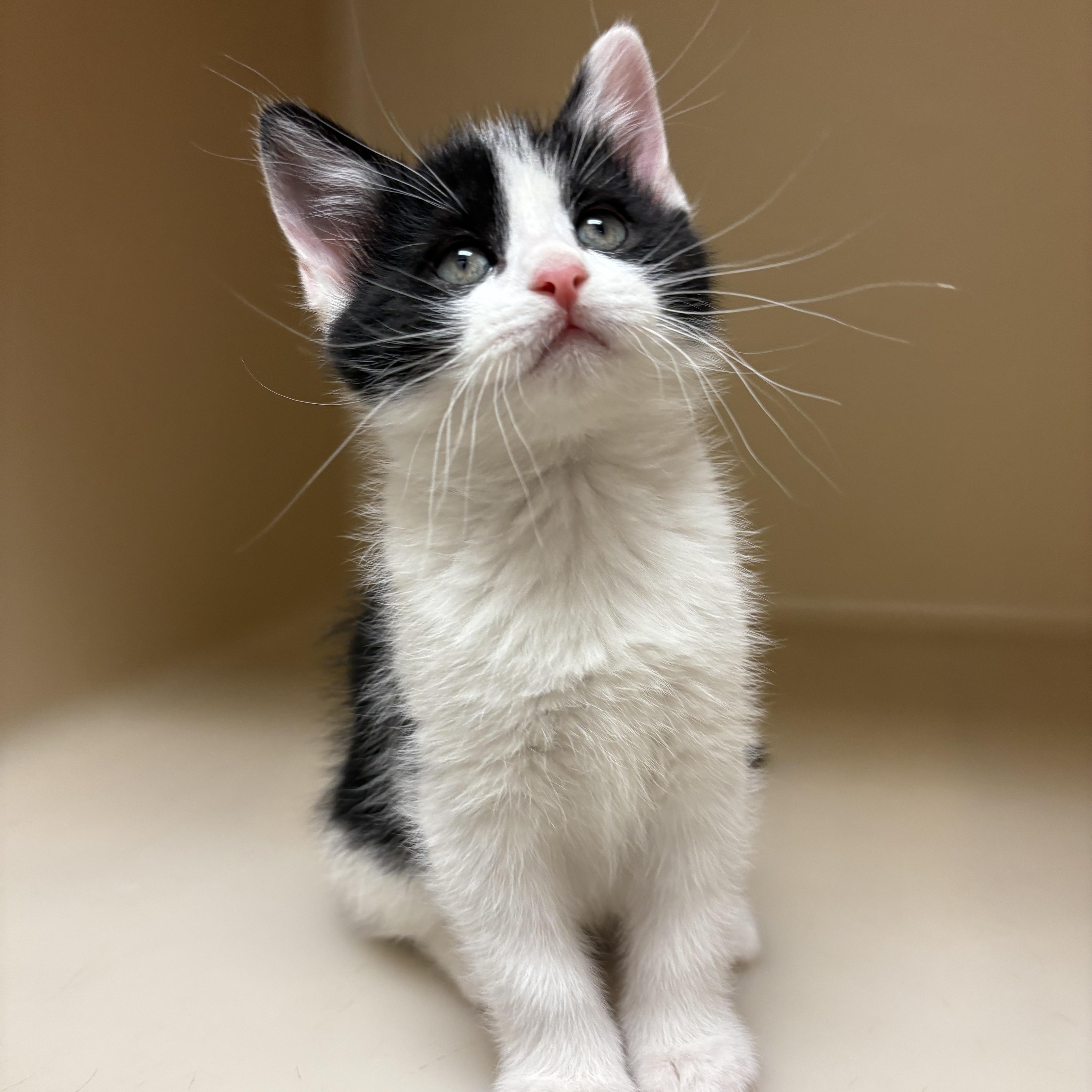 Enlarge Day of the Week Kittens, an adopted mixed breed in Hays, KS image 5/6