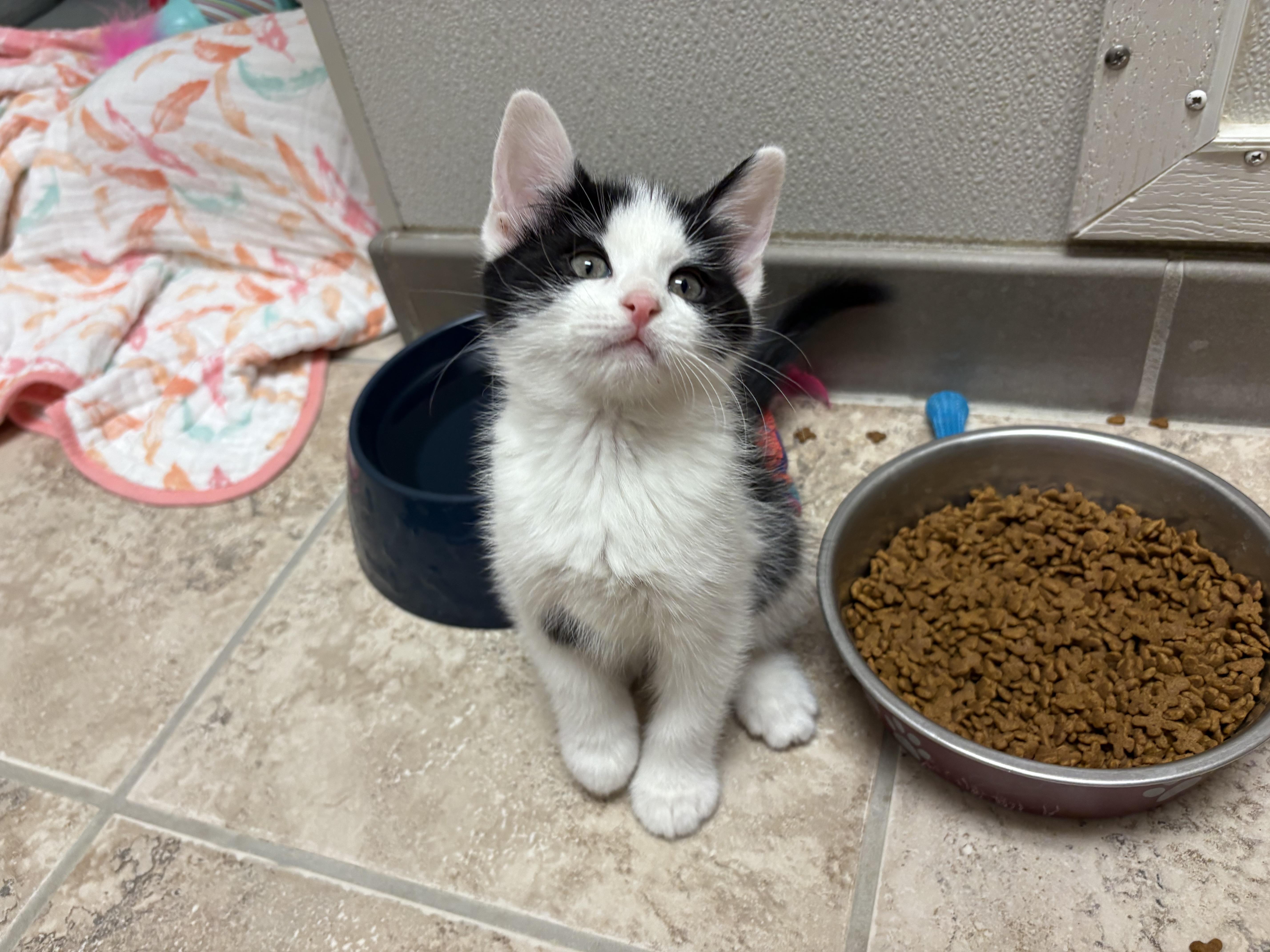 Enlarge Day of the Week Kittens, an adopted mixed breed in Hays, KS image 6/6
