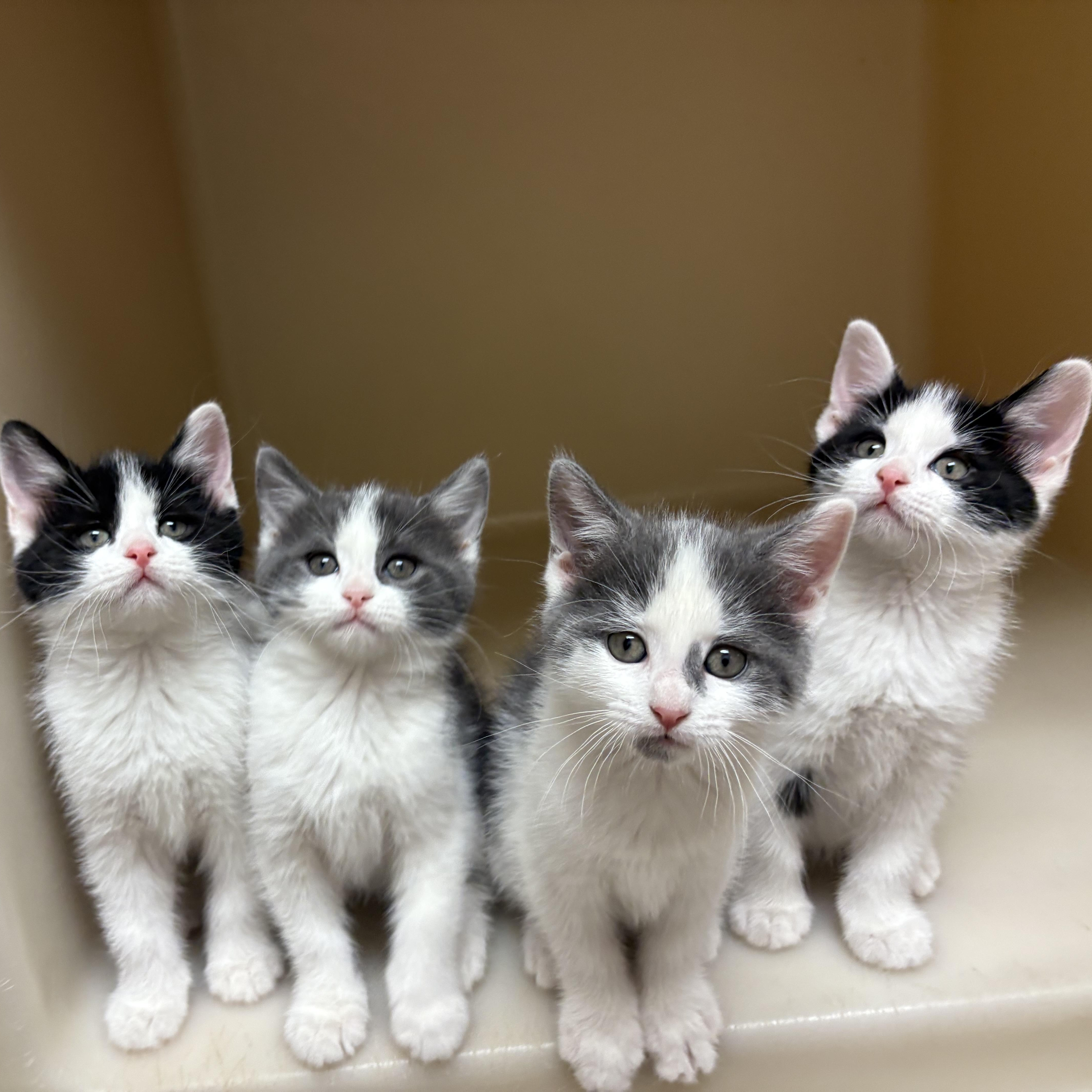 Day of the Week Kittens, adopted, Kitten Male Domestic Short Hair.