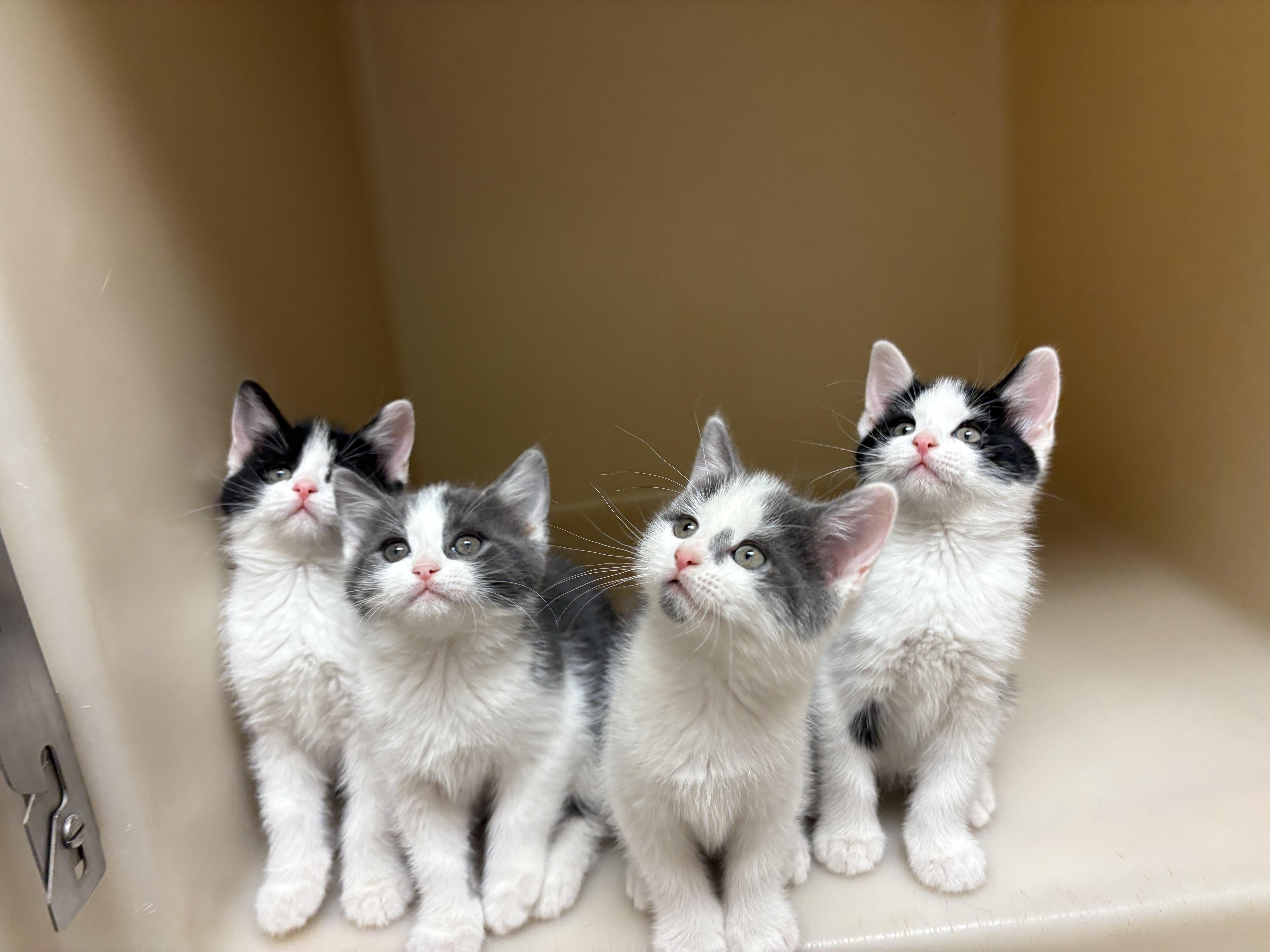 Enlarge Day of the Week Kittens, an adopted mixed breed in Hays, KS image 2/6