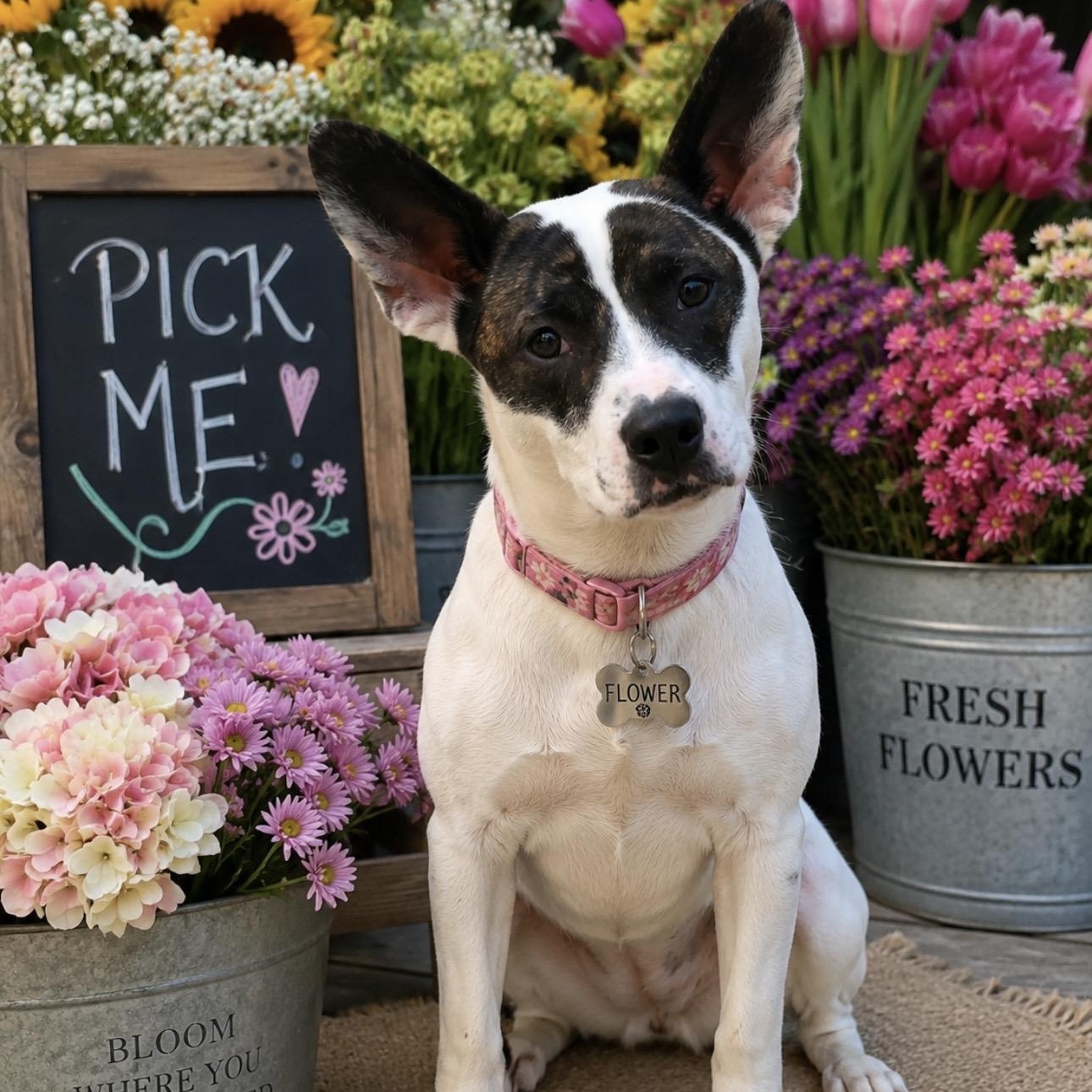 Enlarge Flower, a Adopted mixed breed in CUMMING, GA image 4/5