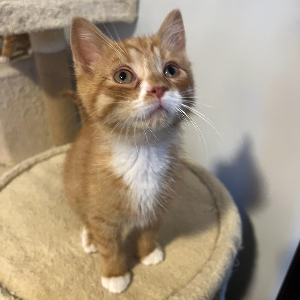 Tangerine (the Fruit Salad litter)