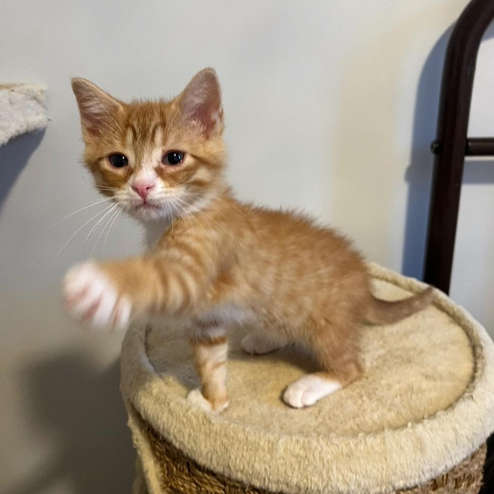 Tangerine (the Fruit Salad litter)