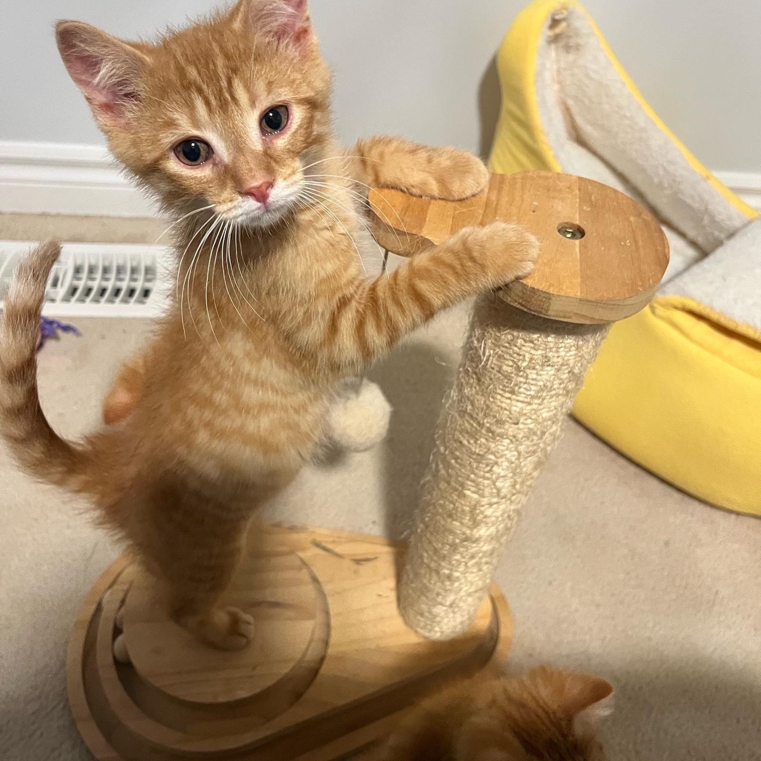 Tangerine (the Fruit Salad litter)