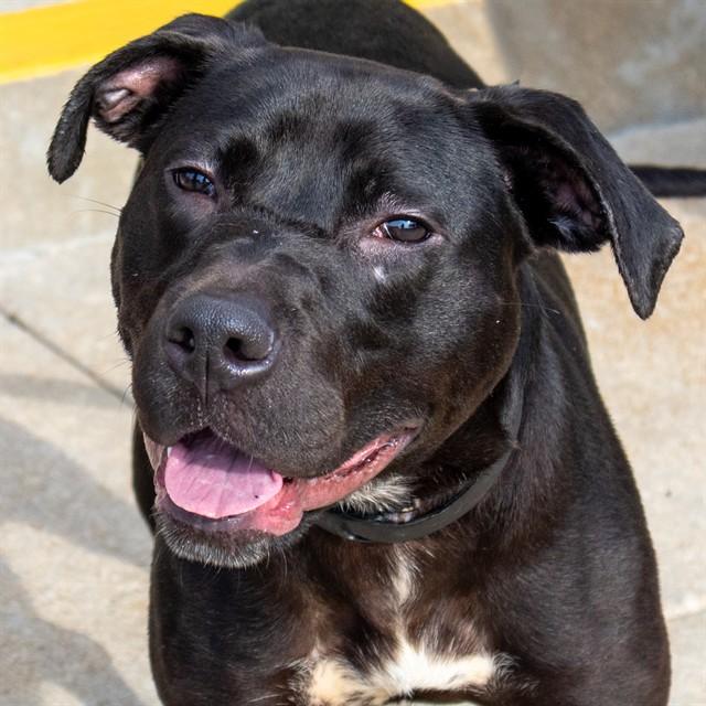 Enlarge LILO, a Adoptable mixed breed in Saint Louis, MO image 1/1