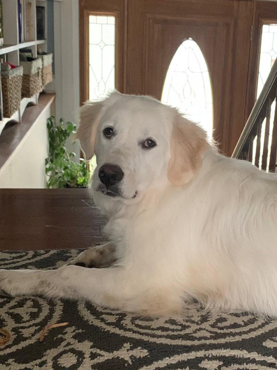 Ella, Adopted, Young Female Great Pyrenees & Golden Retriever.