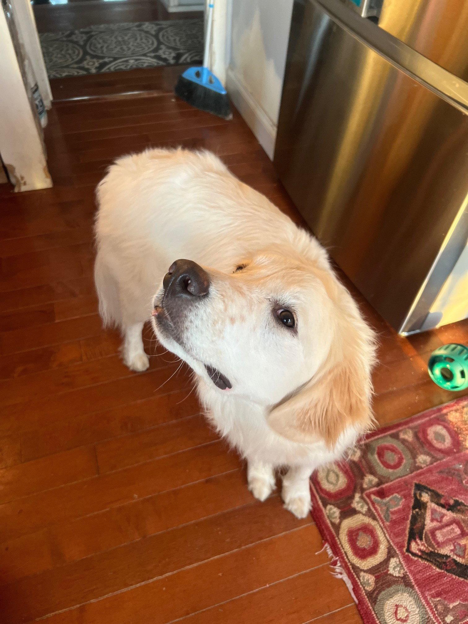 Enlarge Ella, a Adopted mixed breed in Wheaton, IL image 2/3