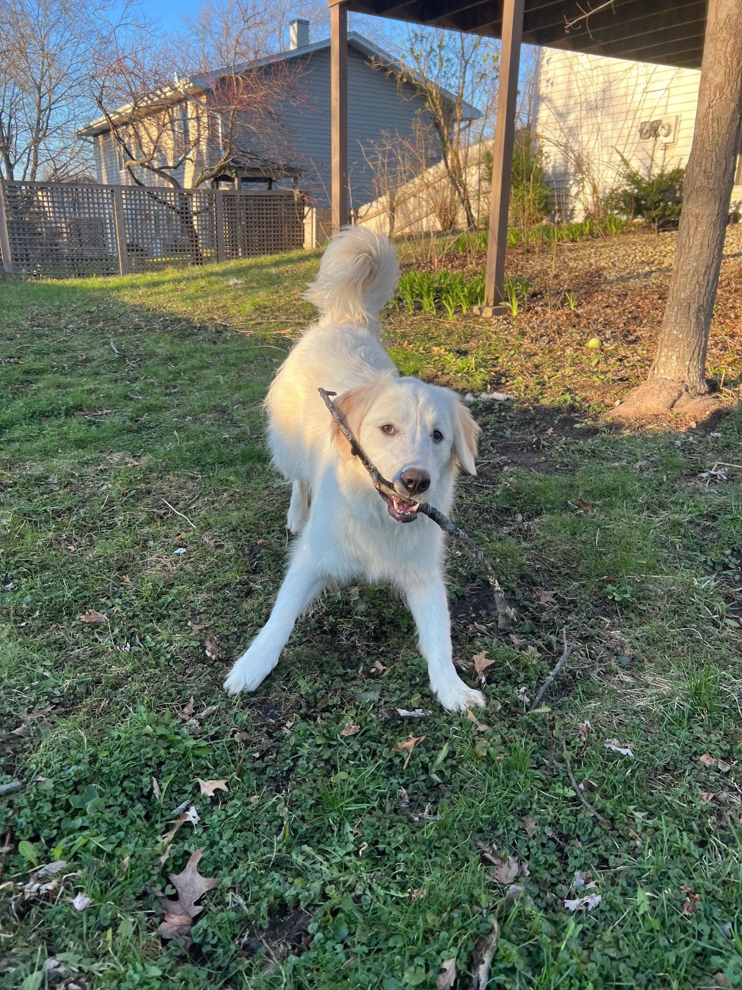 Enlarge Ella, a Adopted mixed breed in Wheaton, IL image 3/3