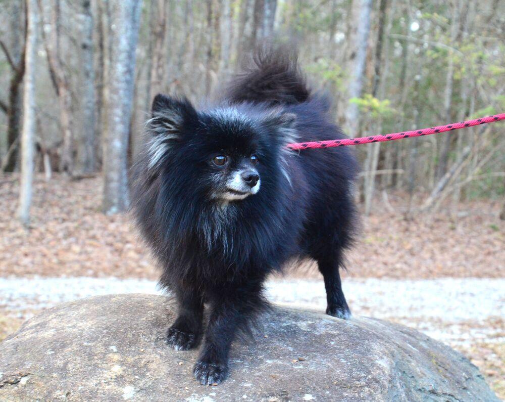 Percy, Adoptable, Adult Male Pomeranian.
