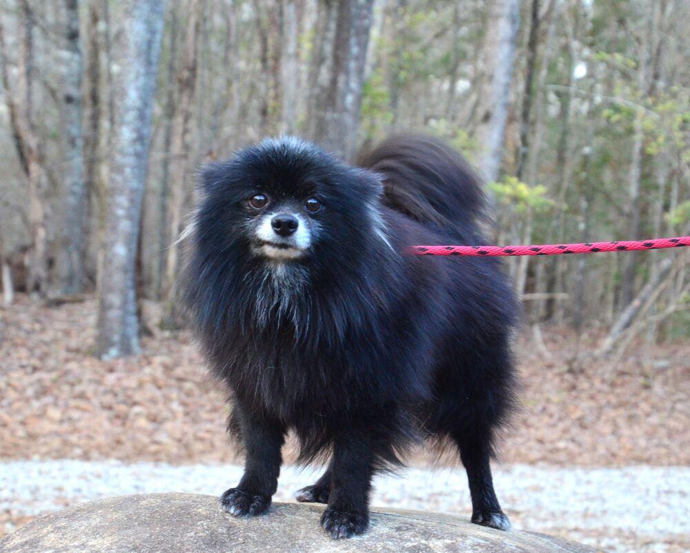 Enlarge Percy, a Adoptable Pomeranian in Willingboro, NJ image 2/6