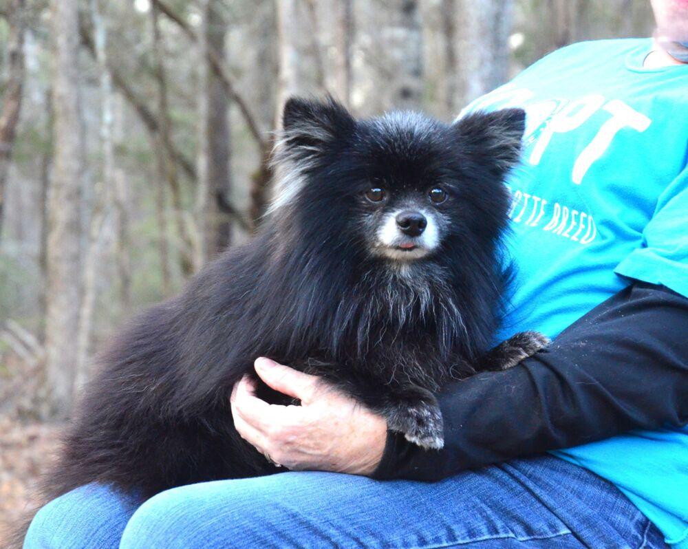 Enlarge Percy, a Adoptable Pomeranian in Willingboro, NJ image 3/6