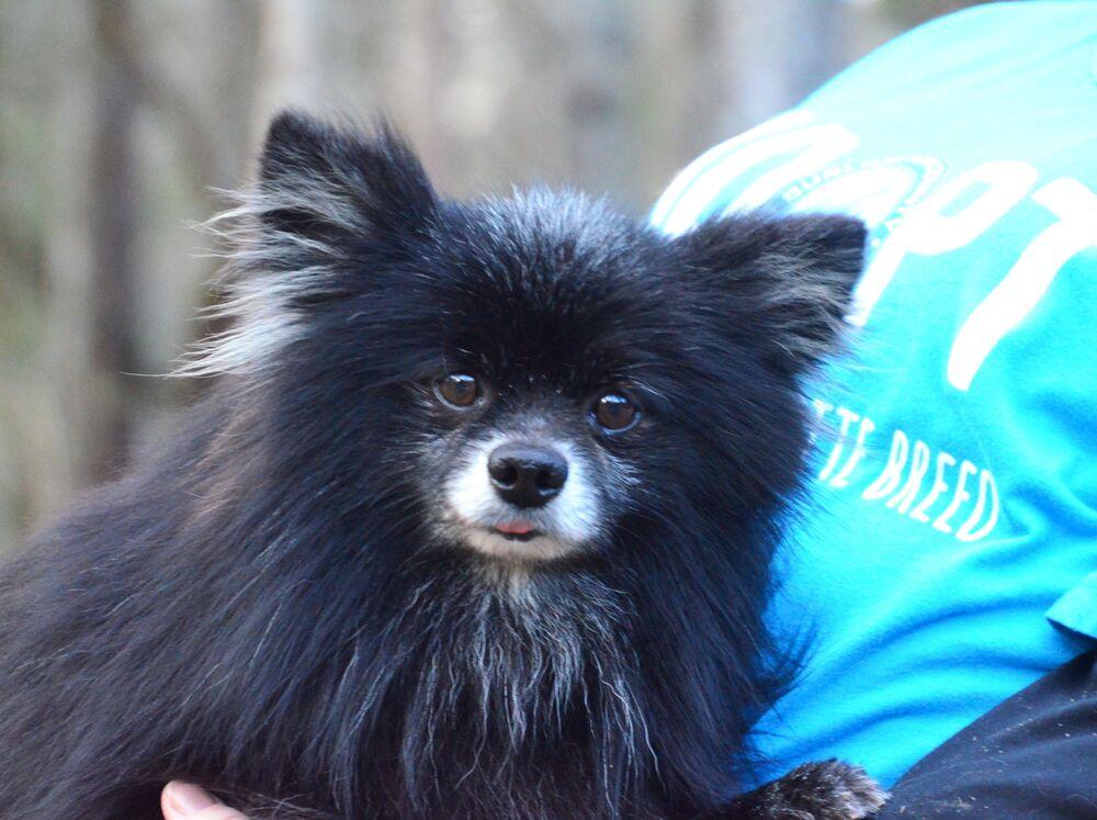 Enlarge Percy, a Adoptable Pomeranian in Willingboro, NJ image 4/6