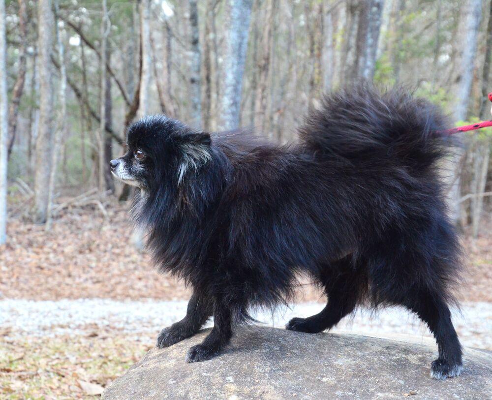 Enlarge Percy, a Adoptable Pomeranian in Willingboro, NJ image 6/6