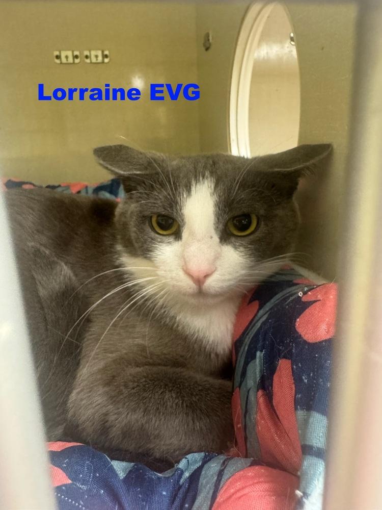 Enlarge Lorraine EVG, a Adoptable mixed breed in Westbury, NY image 1/1