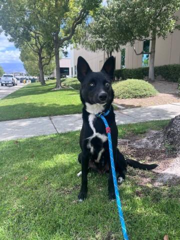 Enlarge THEODOSIA, a Adoptable mixed breed in Redlands, CA image 1/1