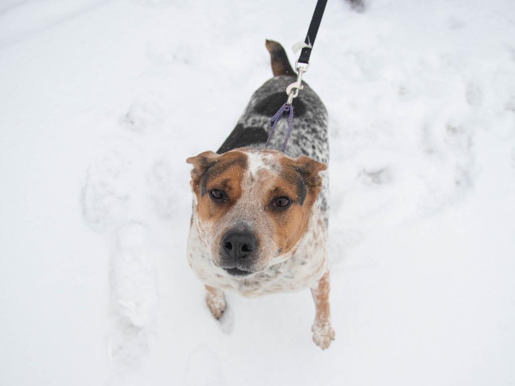 Enlarge Pippa, a Adoptable Australian Cattle Dog / Blue Heeler in Lansing, KS image 1/1