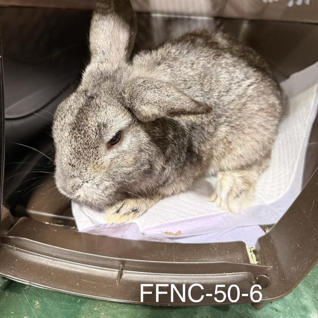 Cosmo, Adoptable, Adult Male American.
