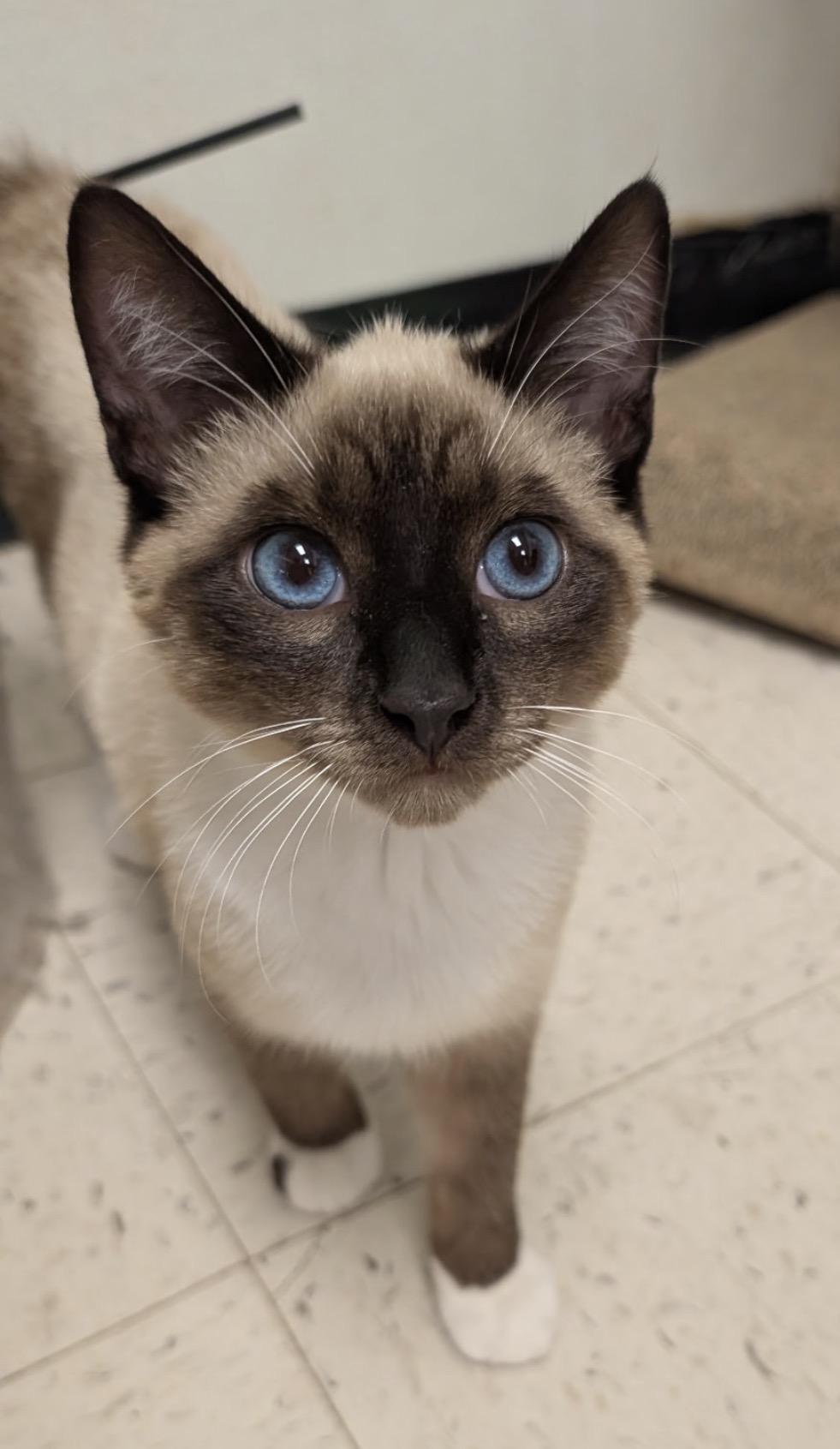 Enlarge Hersey , an adopted Siamese in Wayne , NJ image 1/3