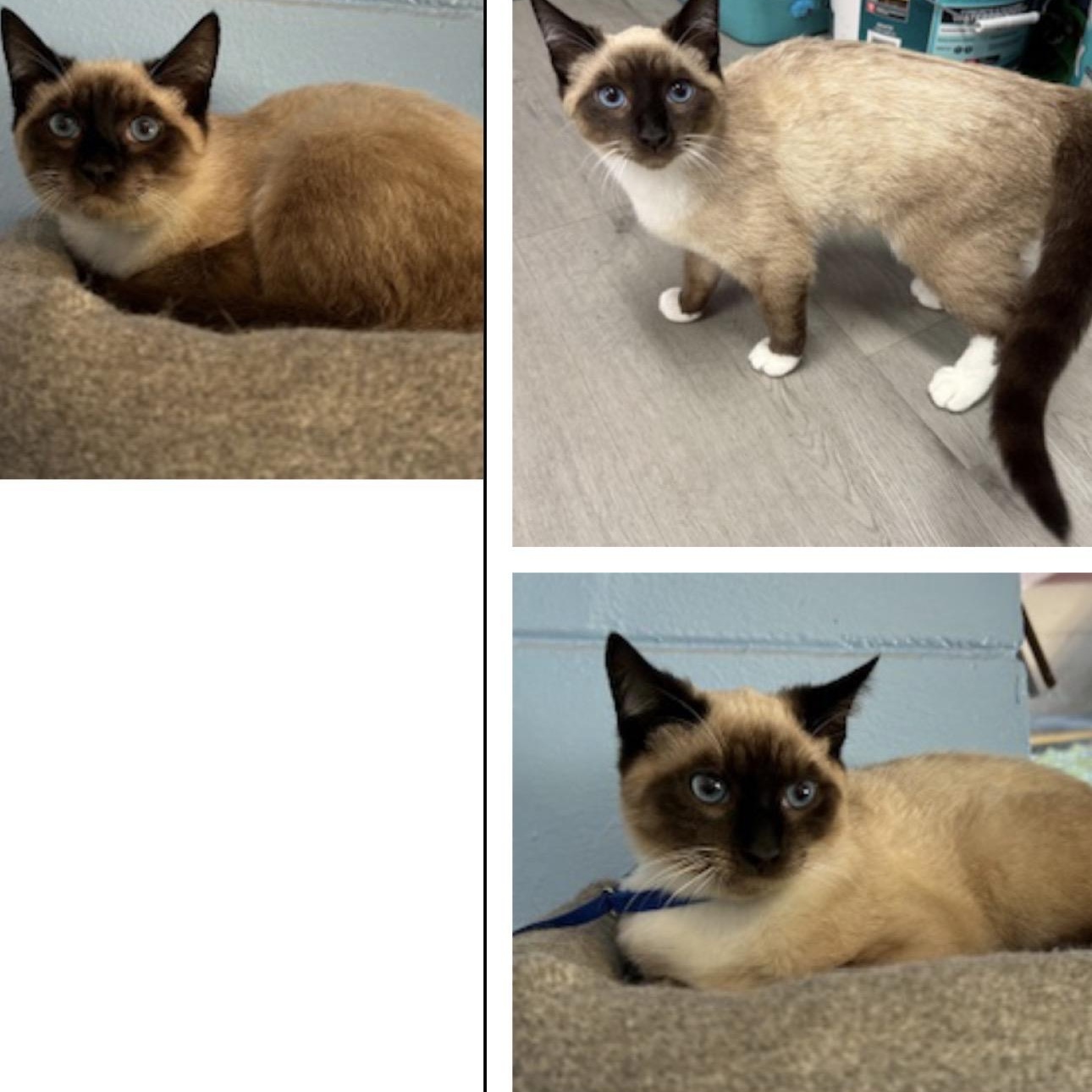 Enlarge Hersey , an adopted Siamese in Wayne , NJ image 2/3