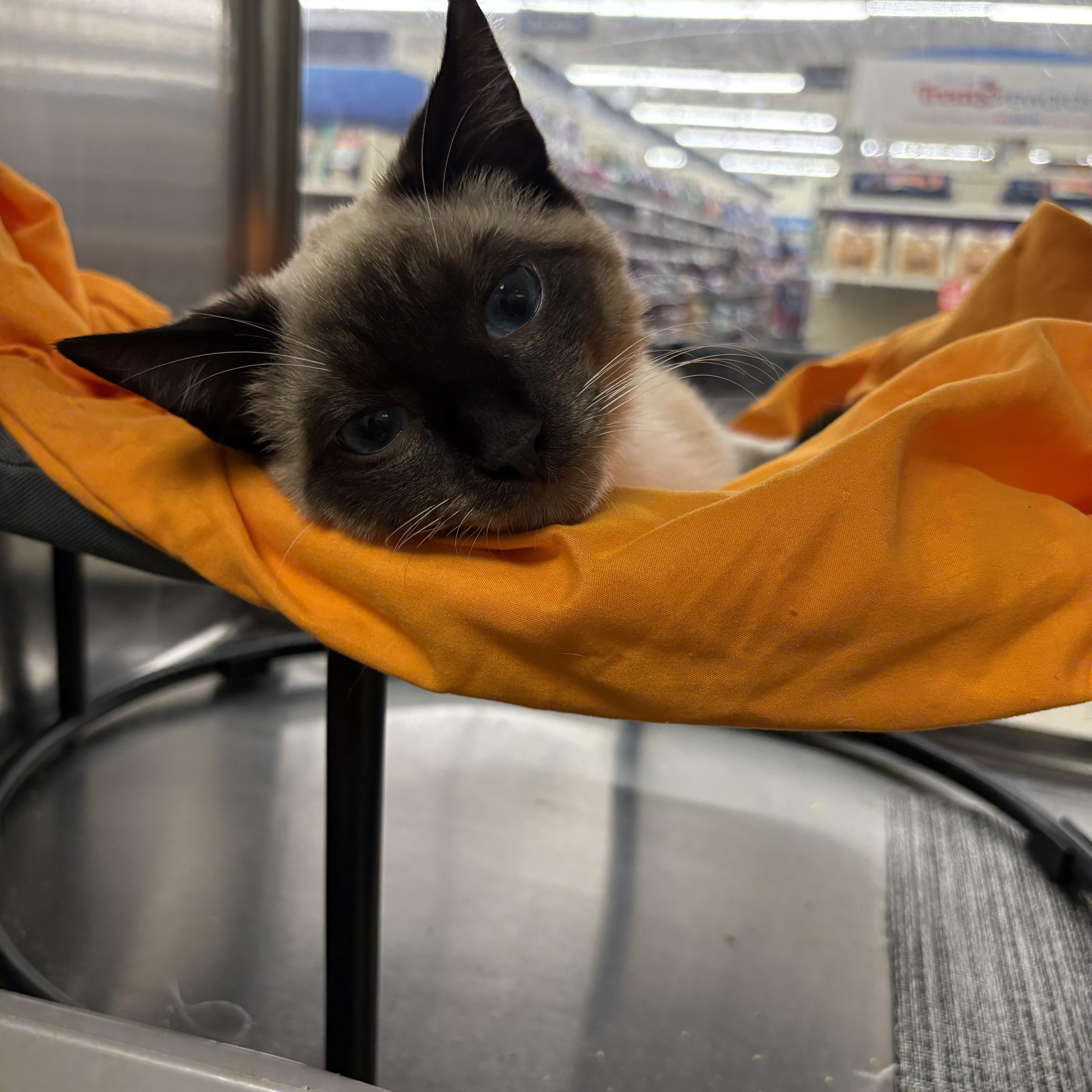 Enlarge Hersey , an adopted Siamese in Wayne , NJ image 3/3