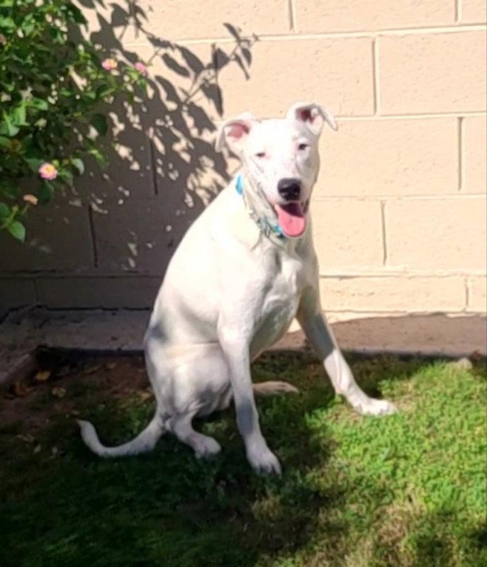 Goose, Adoptable, Young Male Border Collie & Pit Bull Terrier.