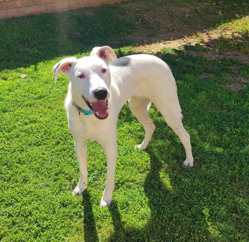 Enlarge Goose, a Adoptable mixed breed in Mesa, AZ image 3/3