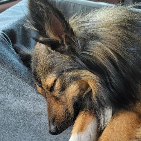 Eddie, Adopted, Young Male Shetland Sheepdog / Sheltie.