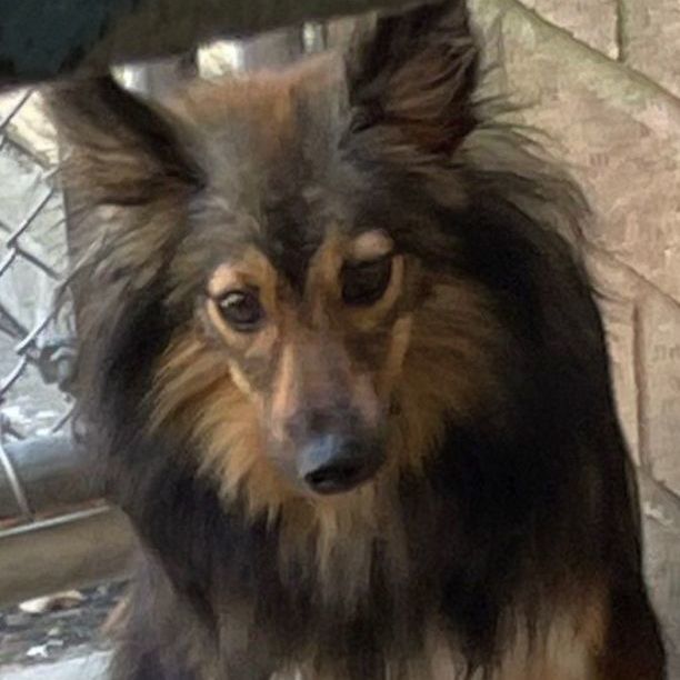 Eddie, a Adopted mixed breed in Abington, PA image 2/2