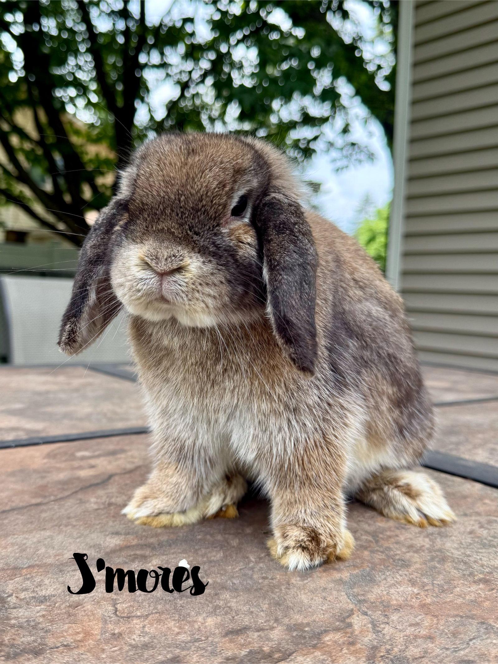 Enlarge S'mores, a Adopted Holland Lop in Marshfield, WI image 1/1