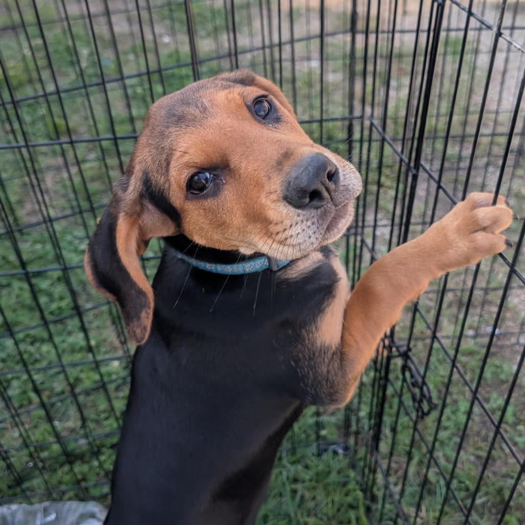 Enlarge Daizy, a Adoptable mixed breed in West Plains, MO image 1/1