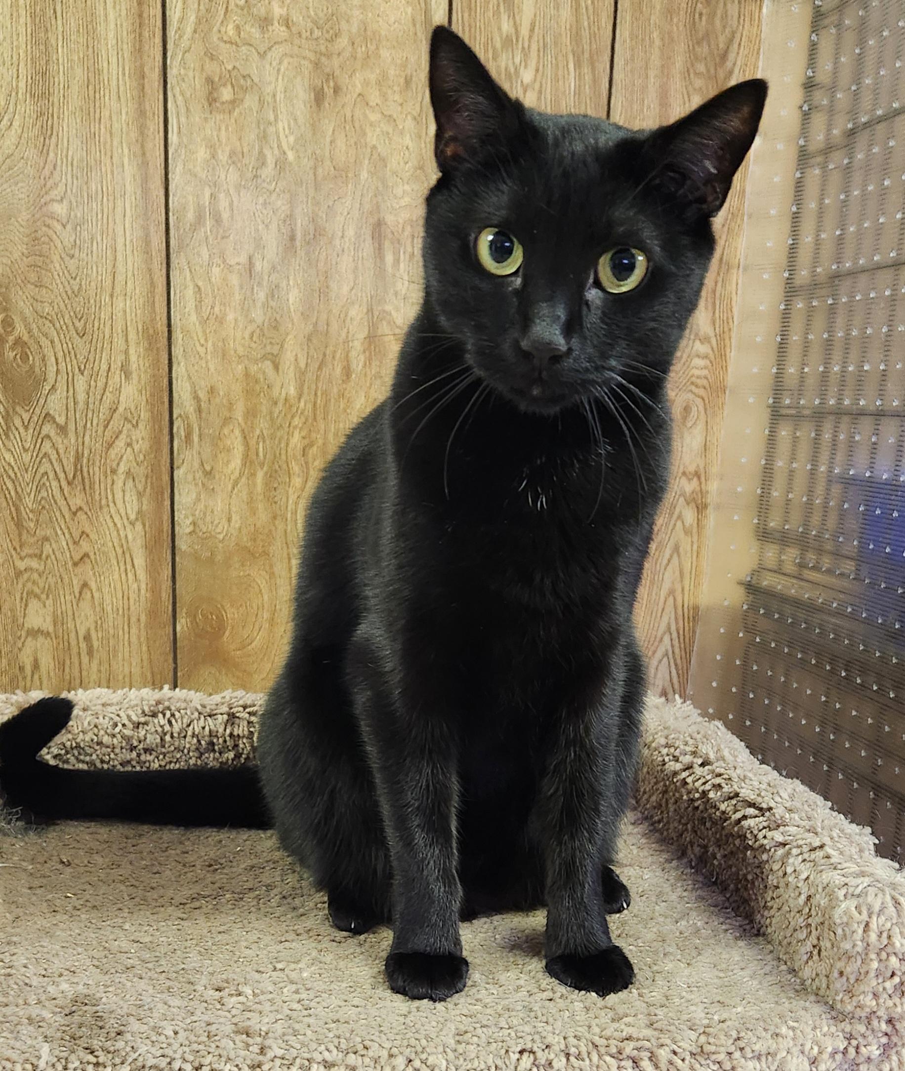 Enlarge Bella, a ADOPTABLE Domestic Short Hair in Linden, NJ image 1/6