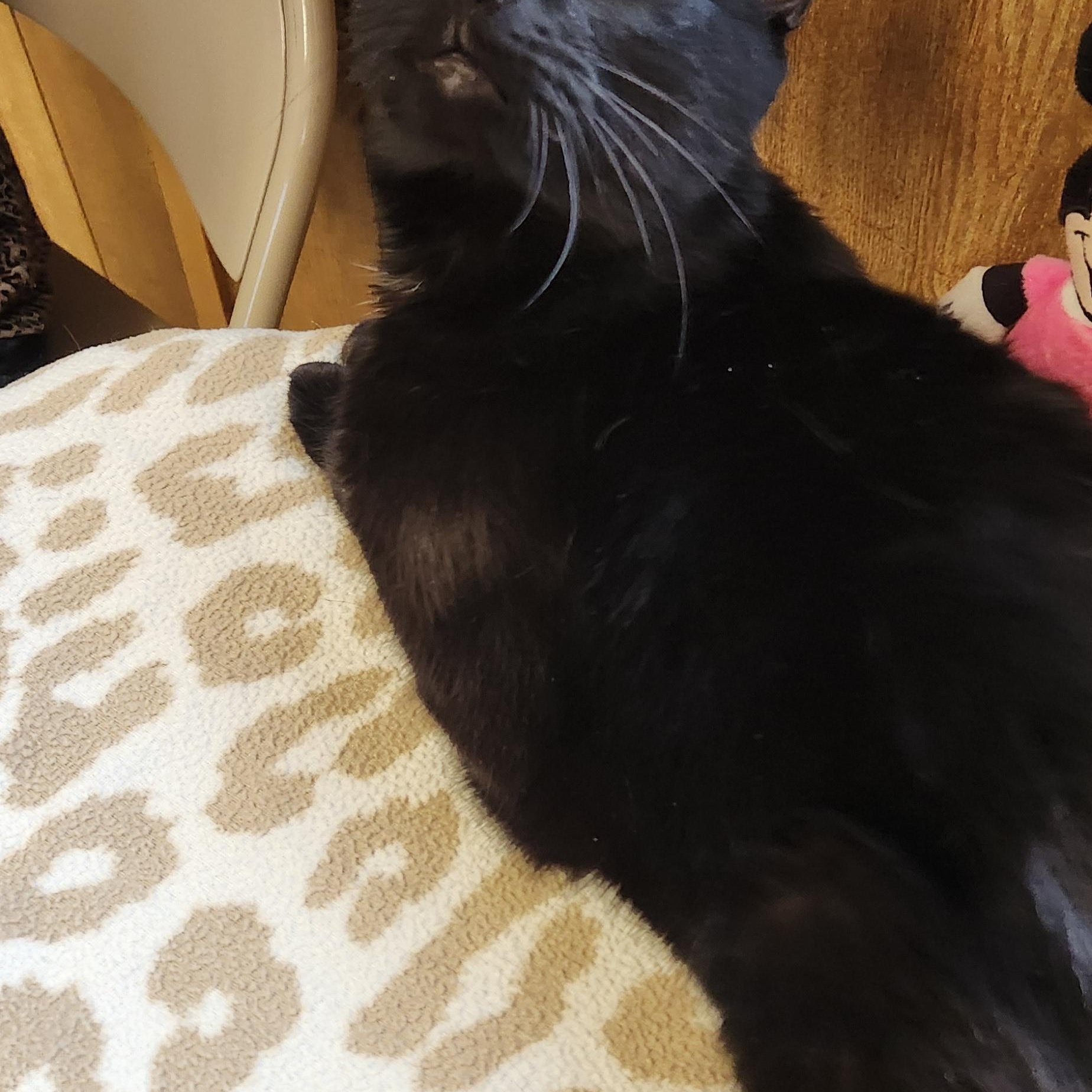 Enlarge Bella, a ADOPTABLE Domestic Short Hair in Linden, NJ image 5/6