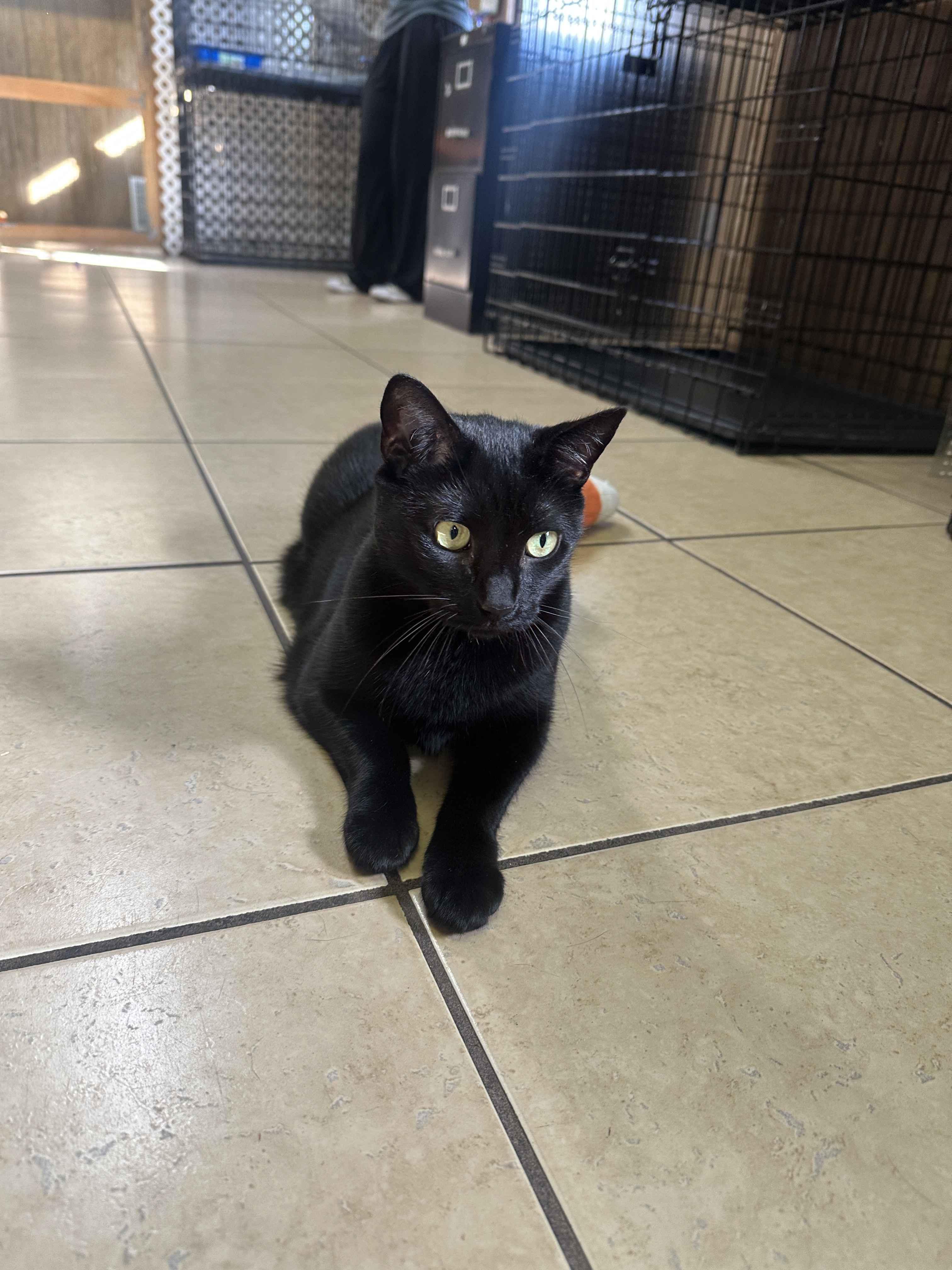 Enlarge Bella, a Adoptable Domestic Short Hair in Linden, NJ image 3/6