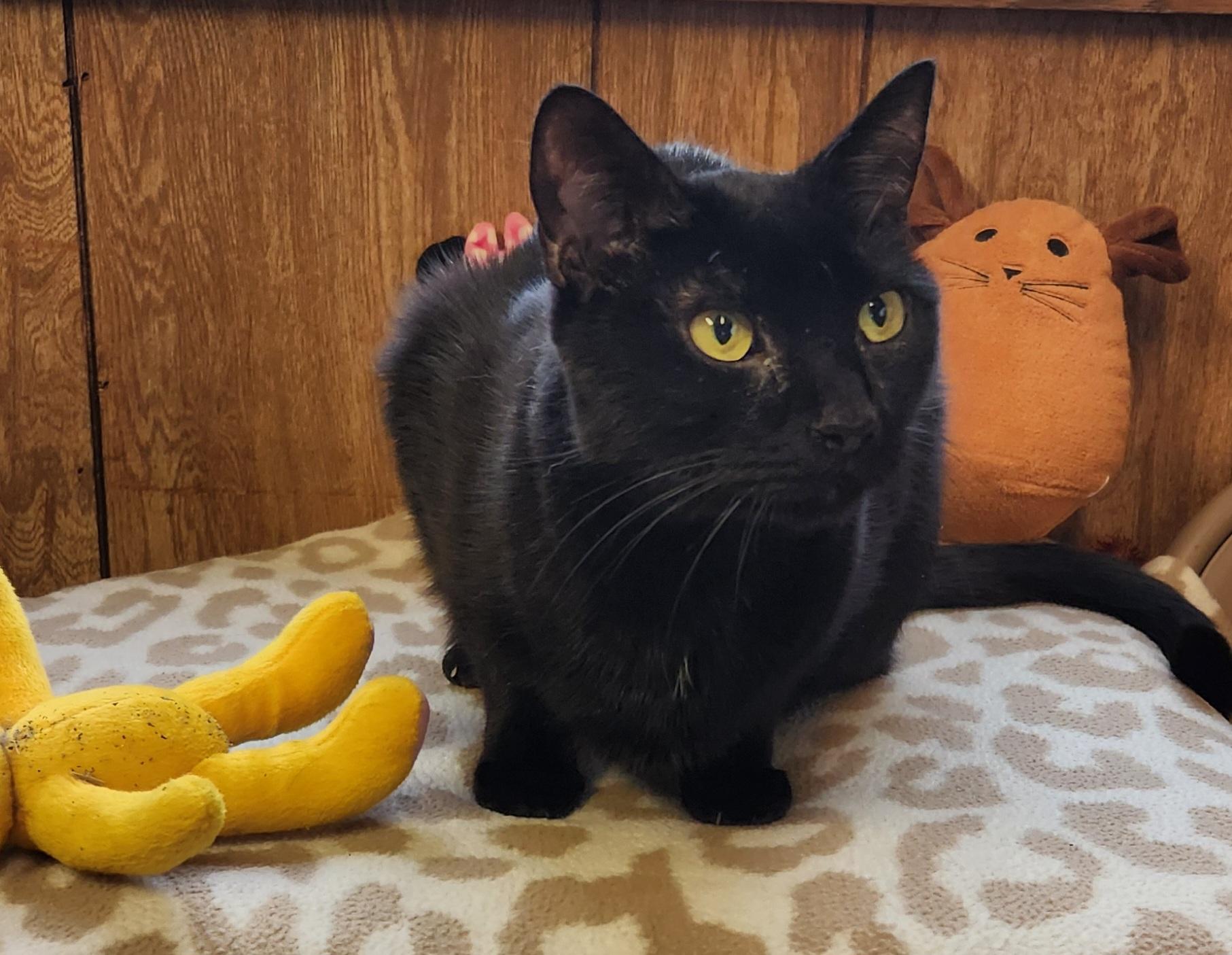 Enlarge Bella, a ADOPTABLE Domestic Short Hair in Linden, NJ image 6/6