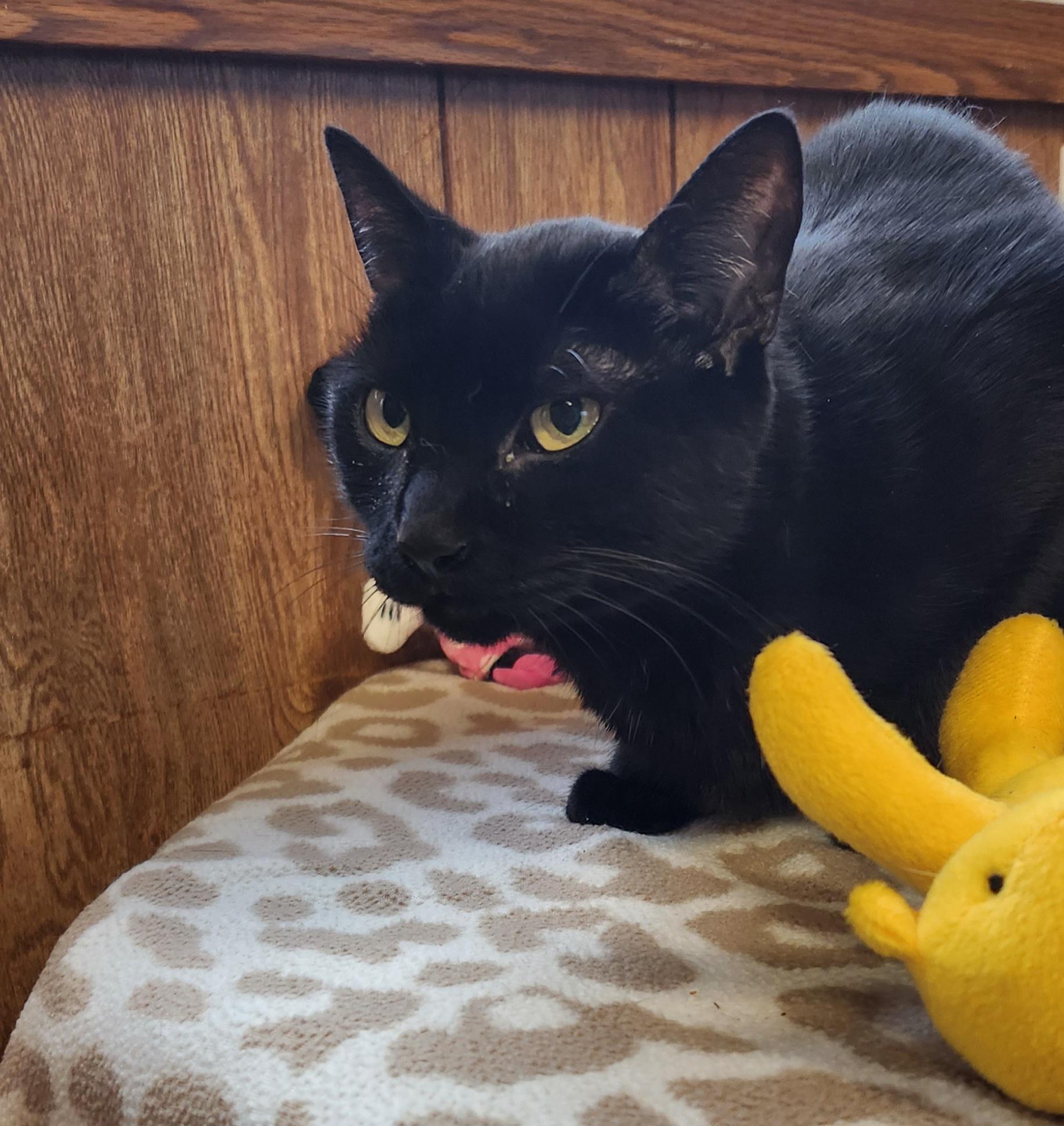 Enlarge Bella, a ADOPTABLE Domestic Short Hair in Linden, NJ image 4/6