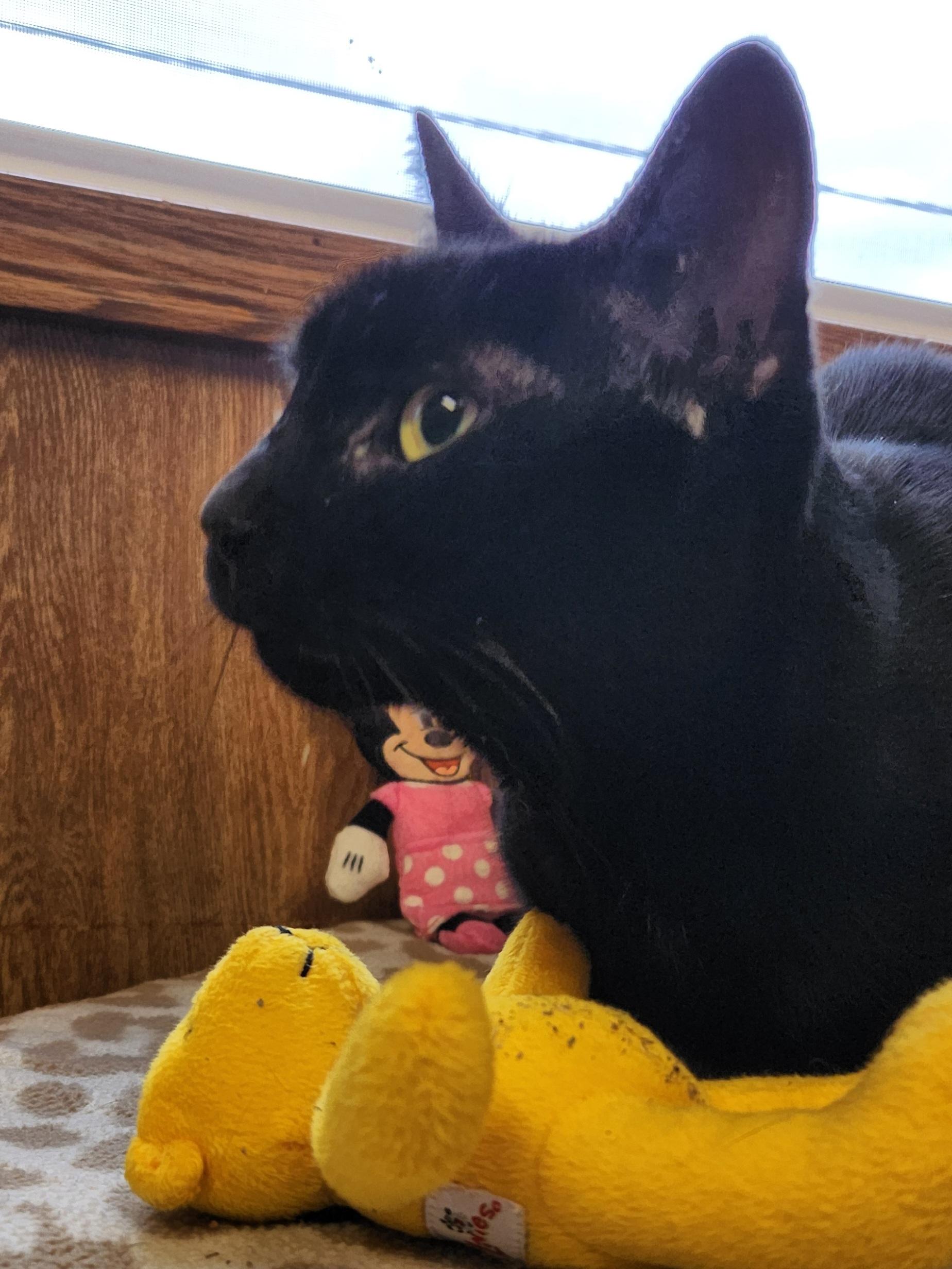 Enlarge Bella, a ADOPTABLE Domestic Short Hair in Linden, NJ image 2/6