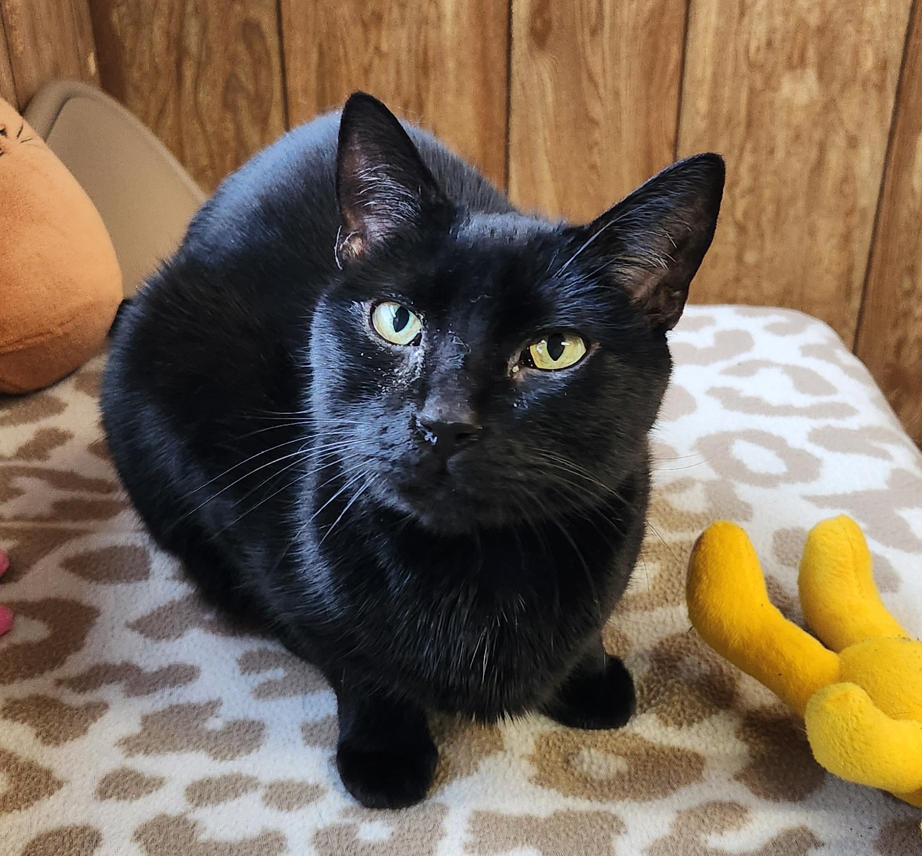 Enlarge Bella, a ADOPTABLE Domestic Short Hair in Linden, NJ image 3/6