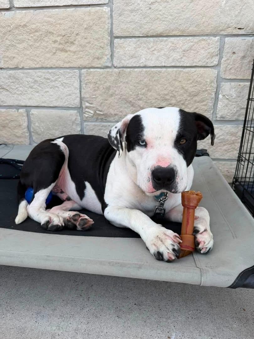 Poe, a Adoptable mixed breed in Granbury, TX image 2/6