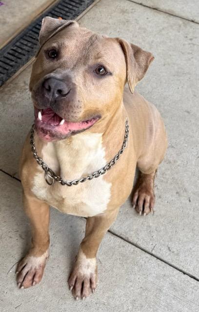 Enlarge Phoenix, a ADOPTABLE Pit Bull Terrier in Tiffin, OH image 1/2
