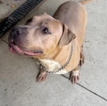 Enlarge Phoenix, a ADOPTABLE Pit Bull Terrier in Tiffin, OH image 2/2