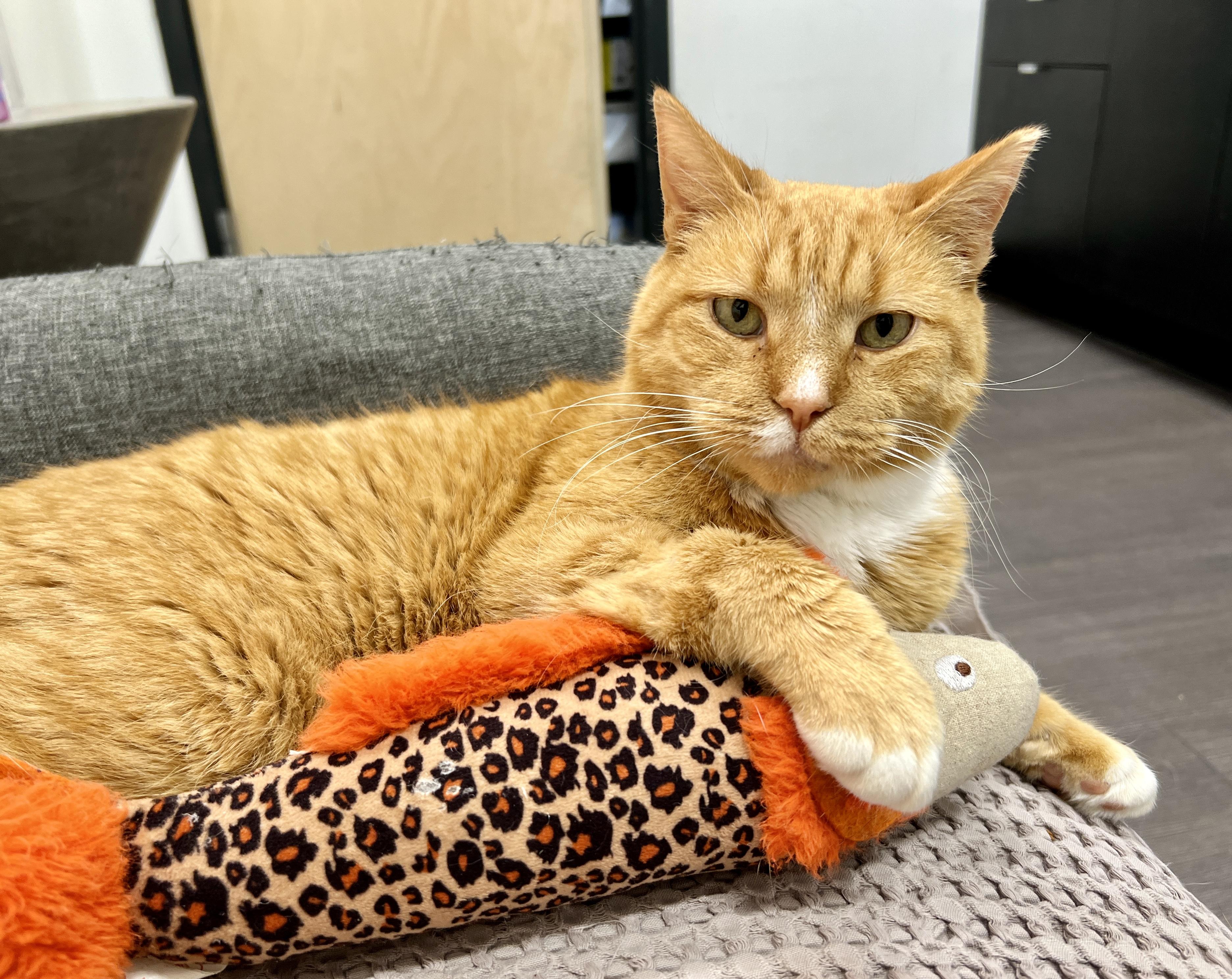 Sweet Potato, adopted, Adult Male Domestic Short Hair.