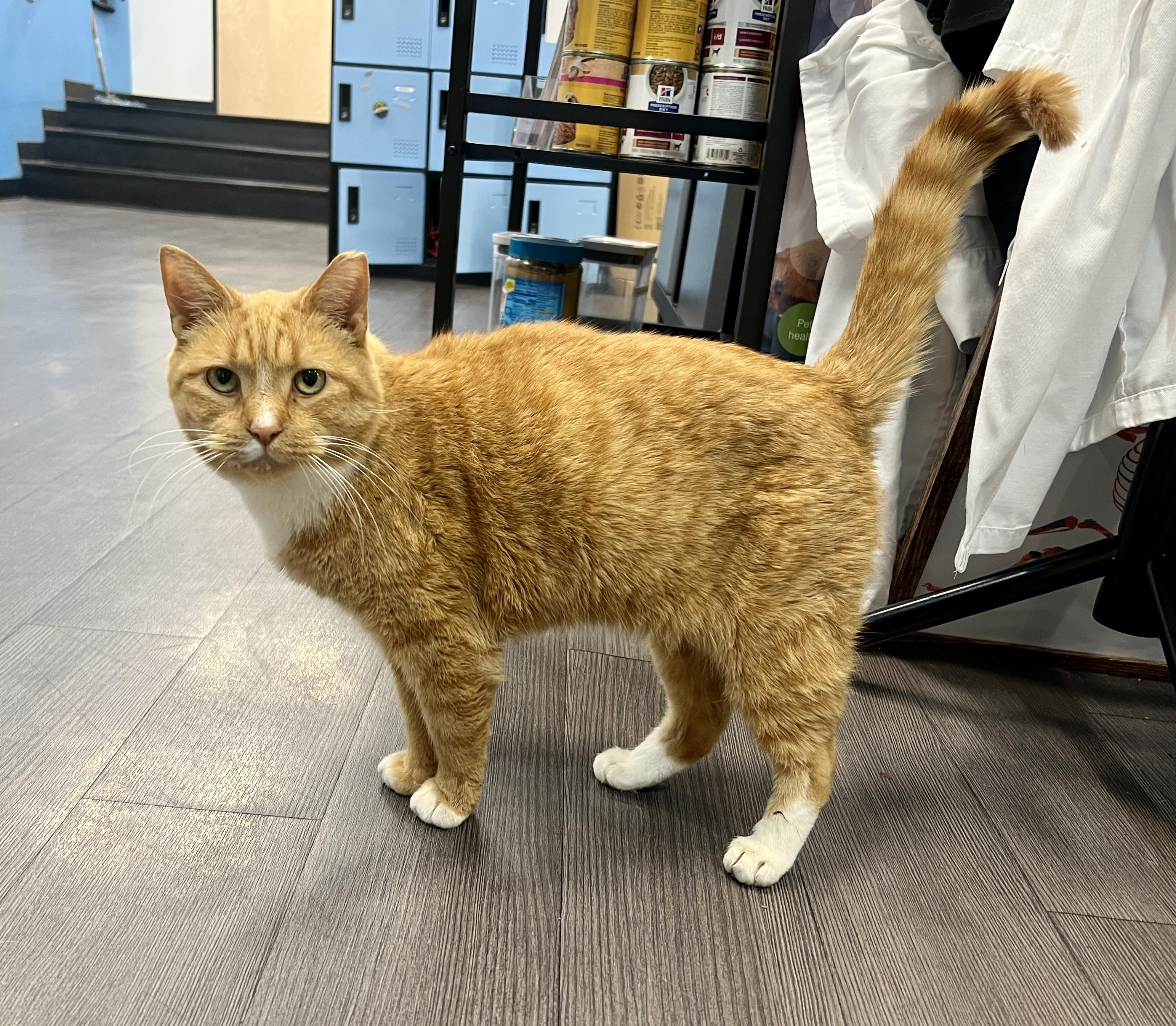 Enlarge Sweet Potato, an adopted Domestic Short Hair in Philadelphia, PA image 4/4