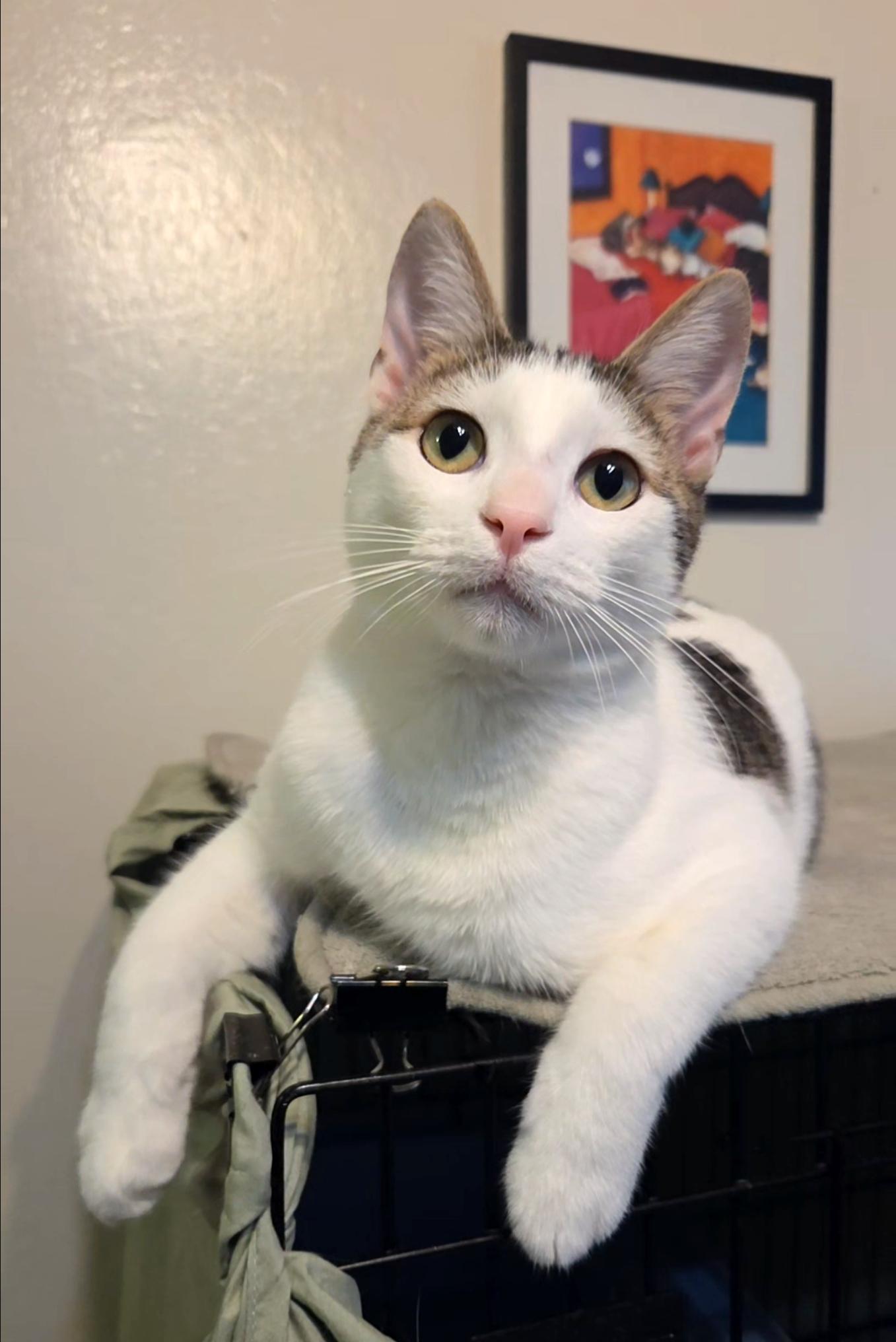 Corduroy, a Adoptable Tabby in Alameda, CA image 1/3